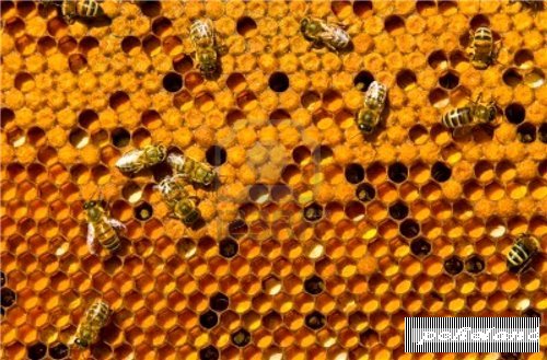 Пыльца и перга - ценнейшие продукты пчеловодства