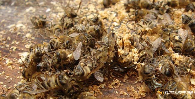 пчелиный подмор рецепты приготовления