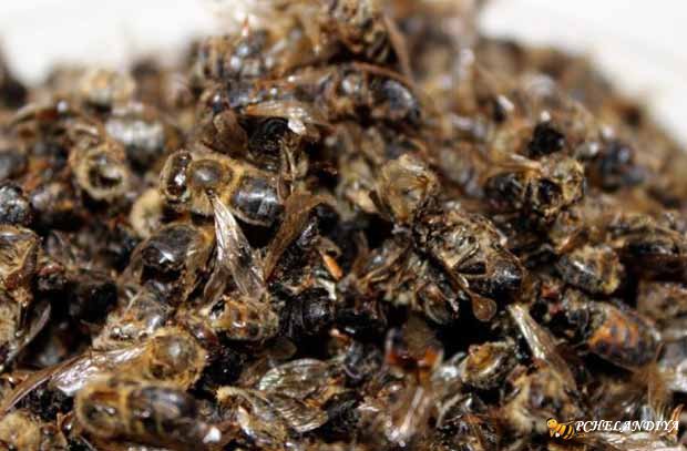 Лечение миомы пчелиным подмором