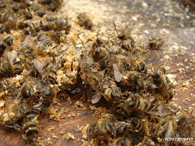 Целительная сила пчелиного подмора
