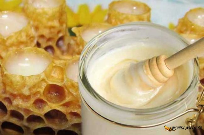 Пчелиное маточное молочко: польза и вред для мужчин и женщин