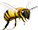 Пчелиный подмор при атеросклерозе нижних конечностей