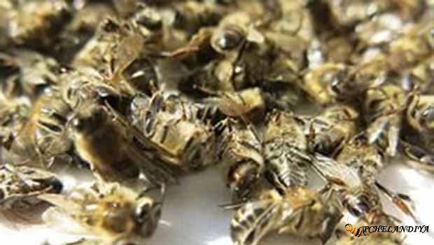 Лечение продуктами пчеловодства, лечение медом, пыльцой, пергой,лечение ...